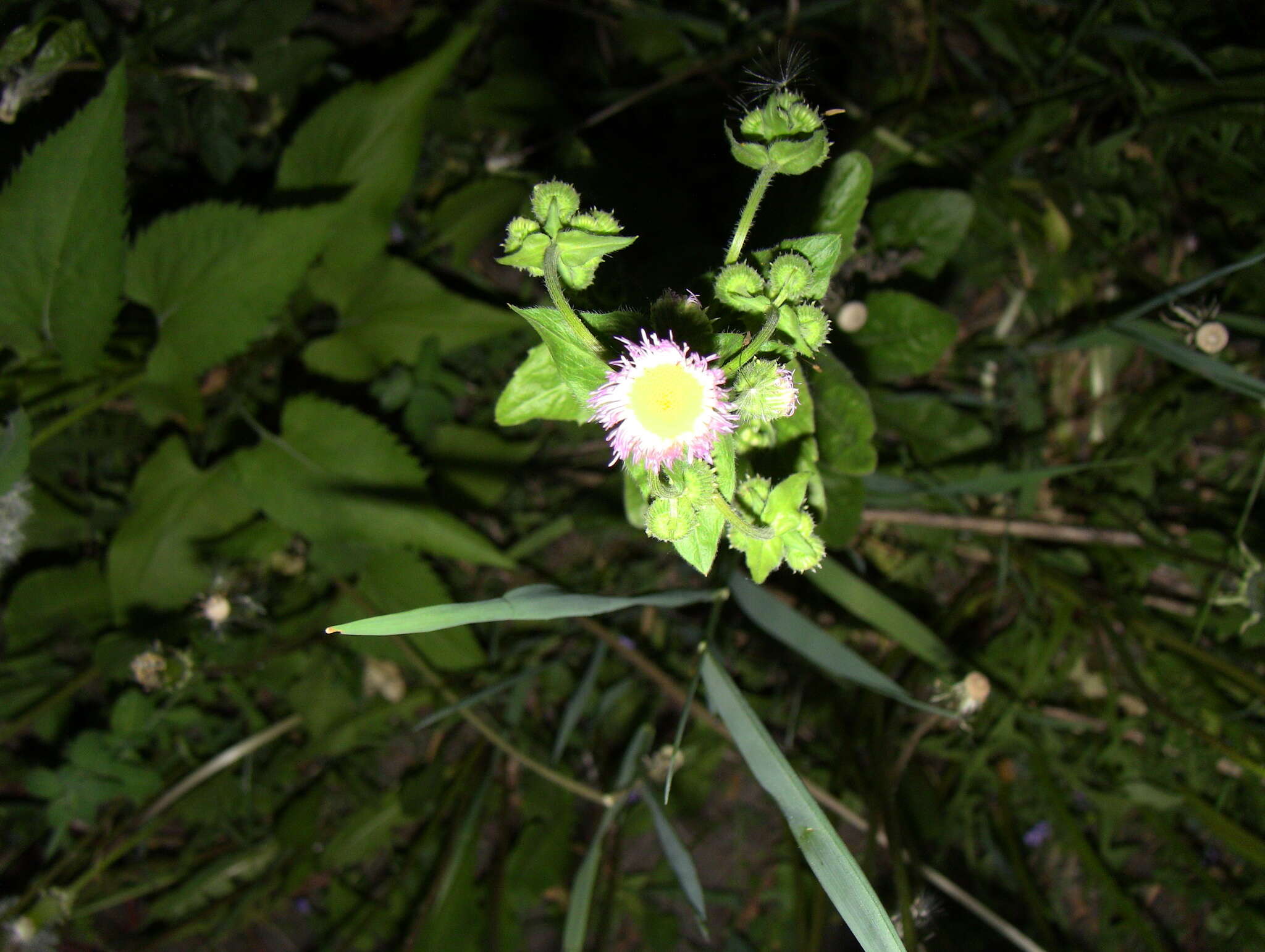 Image of Erigeron philadelphicus var. philadelphicus