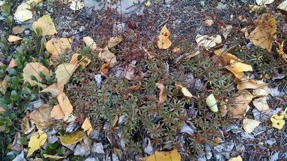 Image of Prickly Saxifrage