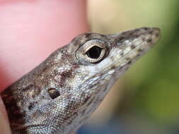 Anolis bonairensis Ruthven 1923 resmi