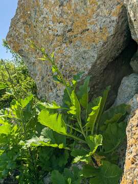 Image of Crambe koktebelica (Junge) N. Busch