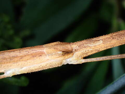 Image of Stick insect