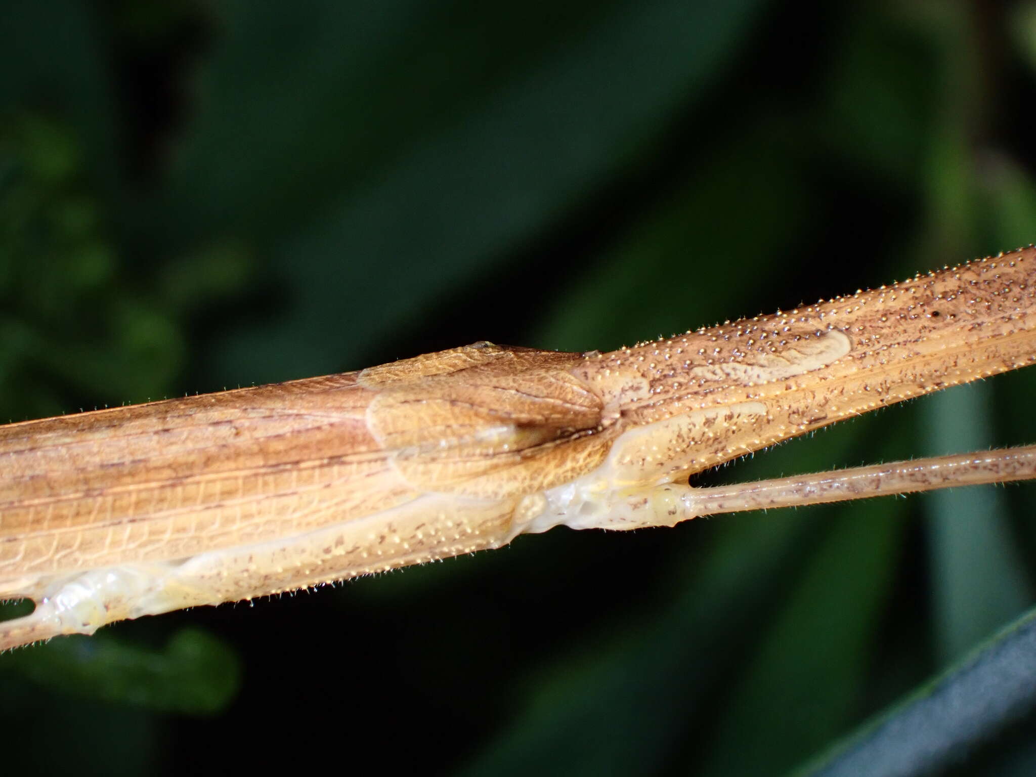 Image of Stick insect