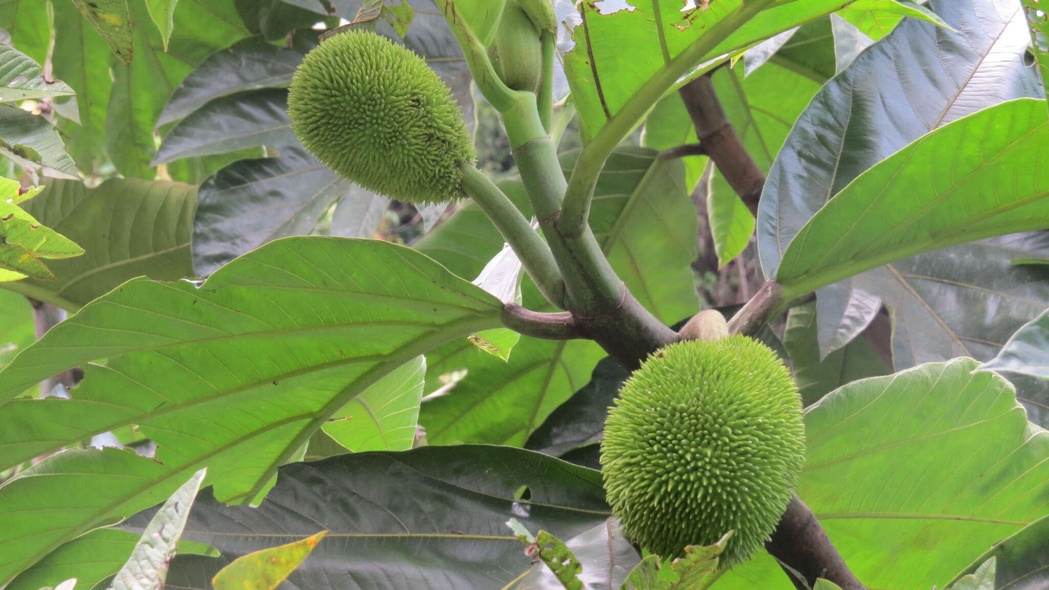 Image de Artocarpus altilis (Parkinson) Fosberg