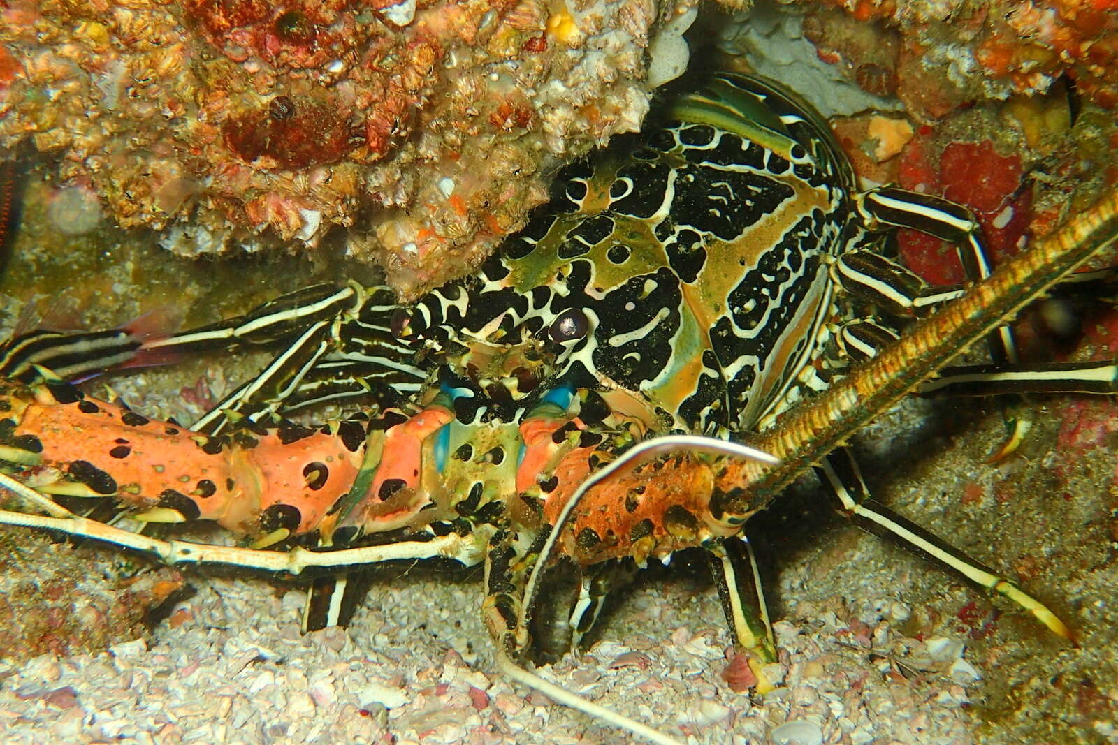 Image of Painted Spiny Lobster