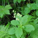 Image of Elliottia bracteata (Maxim.) Benth. & Hook. fil.