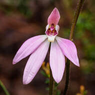 Image of Caladenia tonellii D. L. Jones