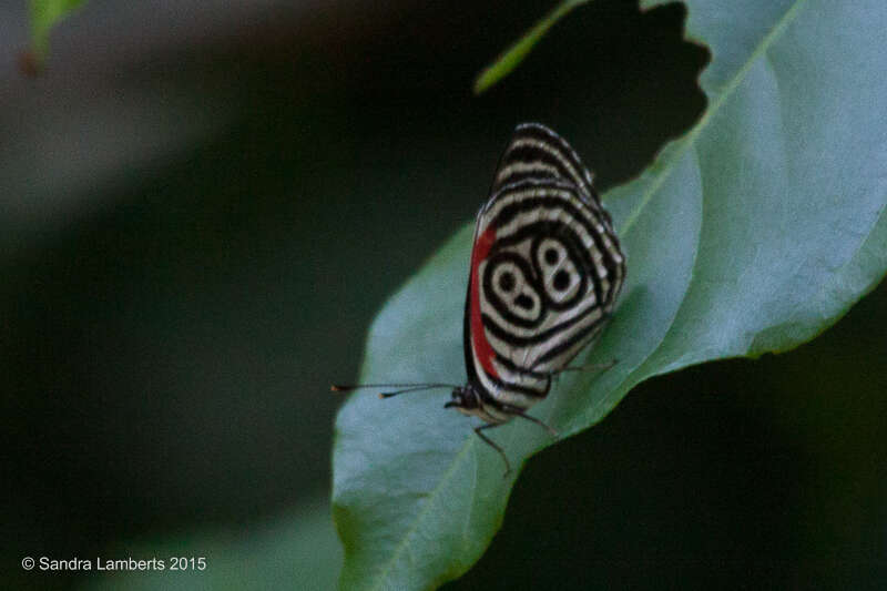 Слика од Diaethria clymena Cramer 1775