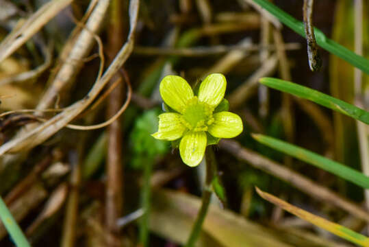 Imagem de Ranunculus taisanensis Hayata