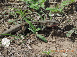 Image of Eastern Spotted Whiptail