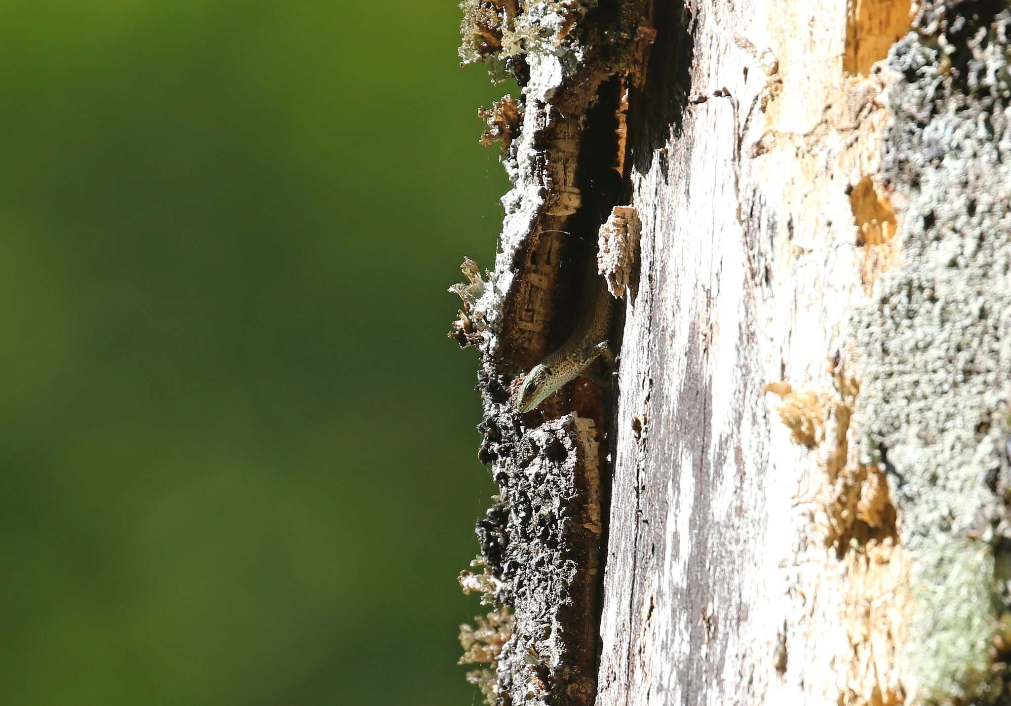 Image of Zootoca vivipara louislantzi Arribas 2009