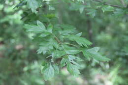 Image of Chinese Hawthorn