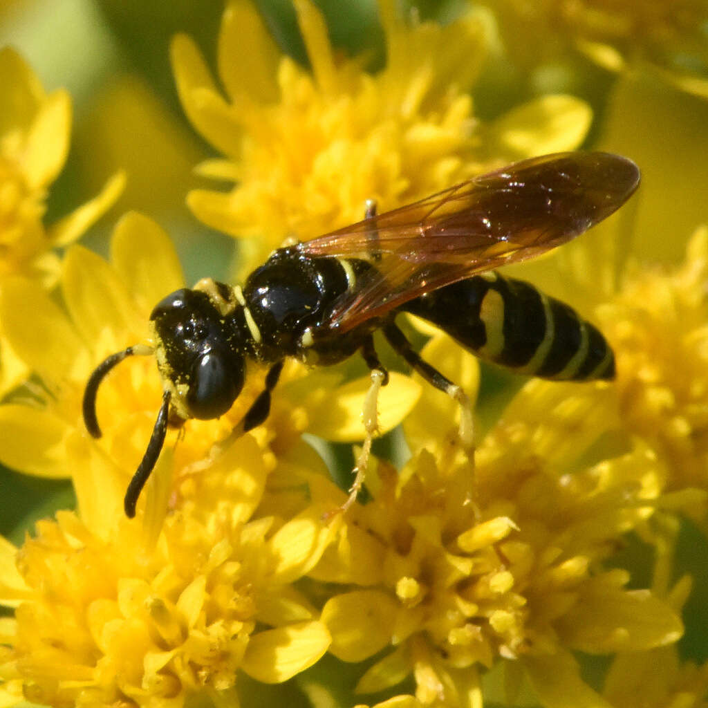 Image of Philanthus lepidus Cresson 1865