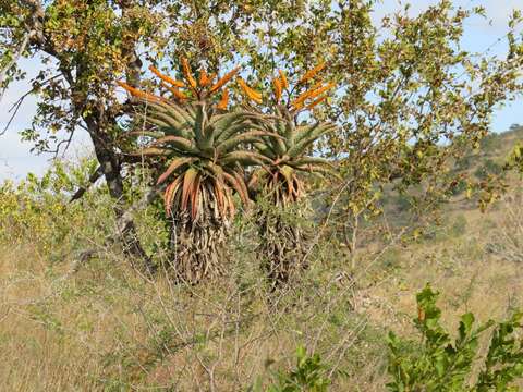 Image of Mountain aloe