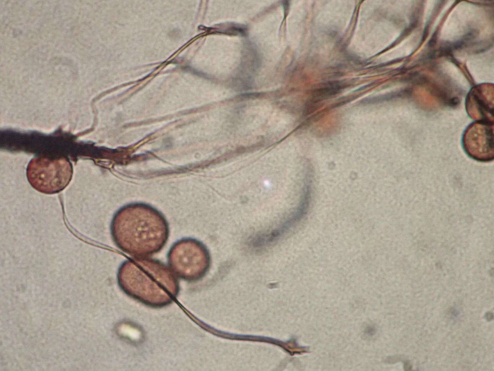 Image of Paradiacheopsis fimbriata (G. Lister & Cran) Hertel ex Nann.-Bremek. 1975