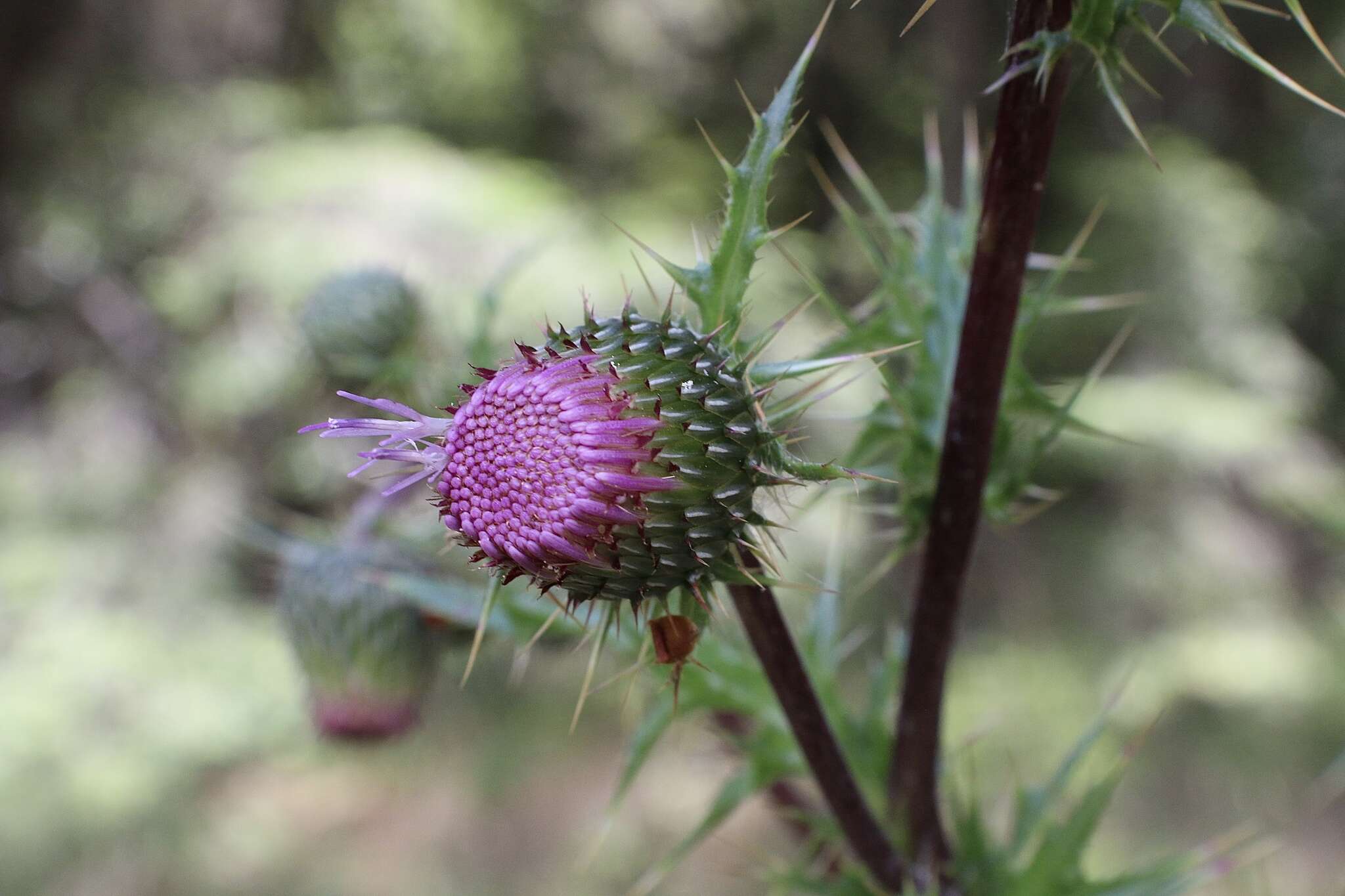 Image of Vasey's thistle