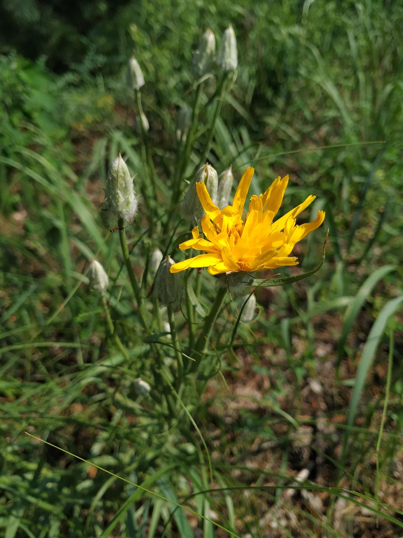 Plancia ëd Gelasia ensifolia