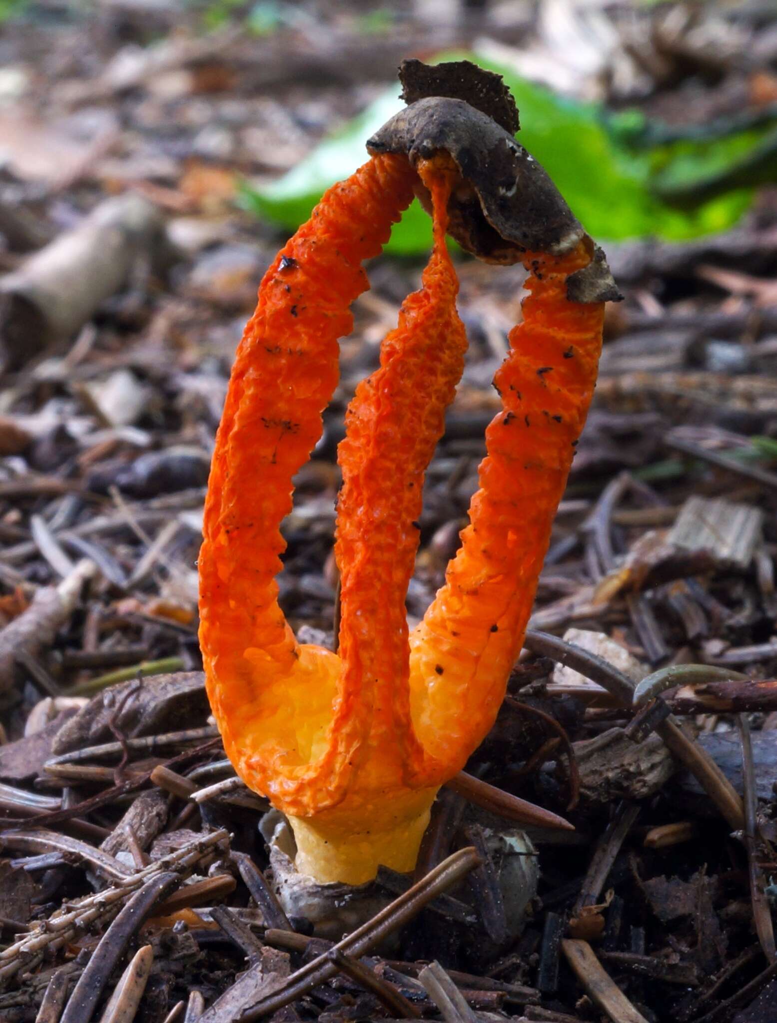 Image of stinkhorn