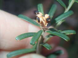 Image of Pultenaea retusa Sm.