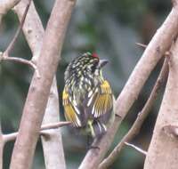 Image of Red-fronted Tinkerbird