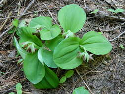 Image of Clustered lady's slipper