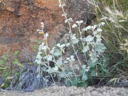 Image of Hermannia minutiflora Engl.