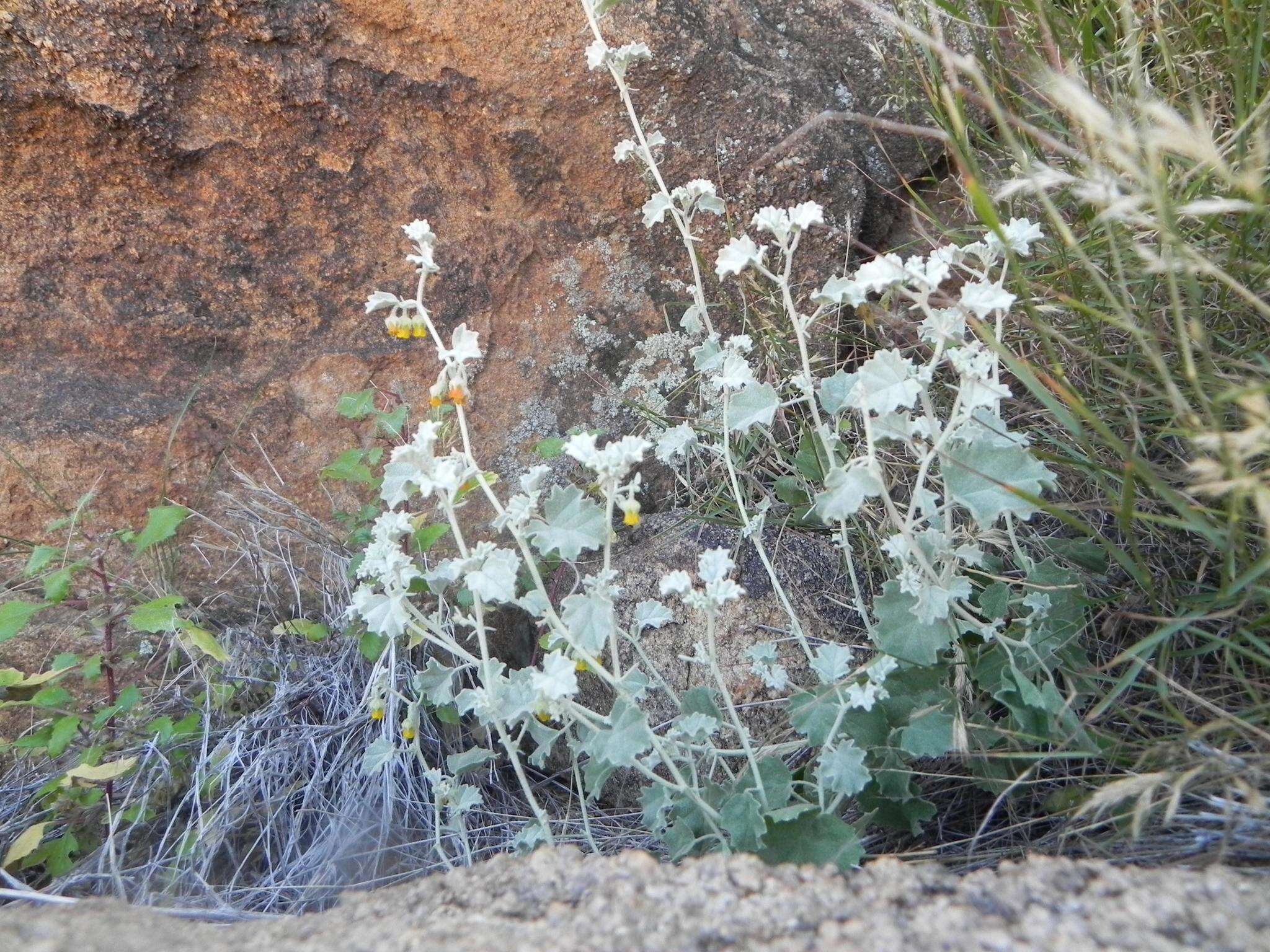 Image of Hermannia minutiflora Engl.