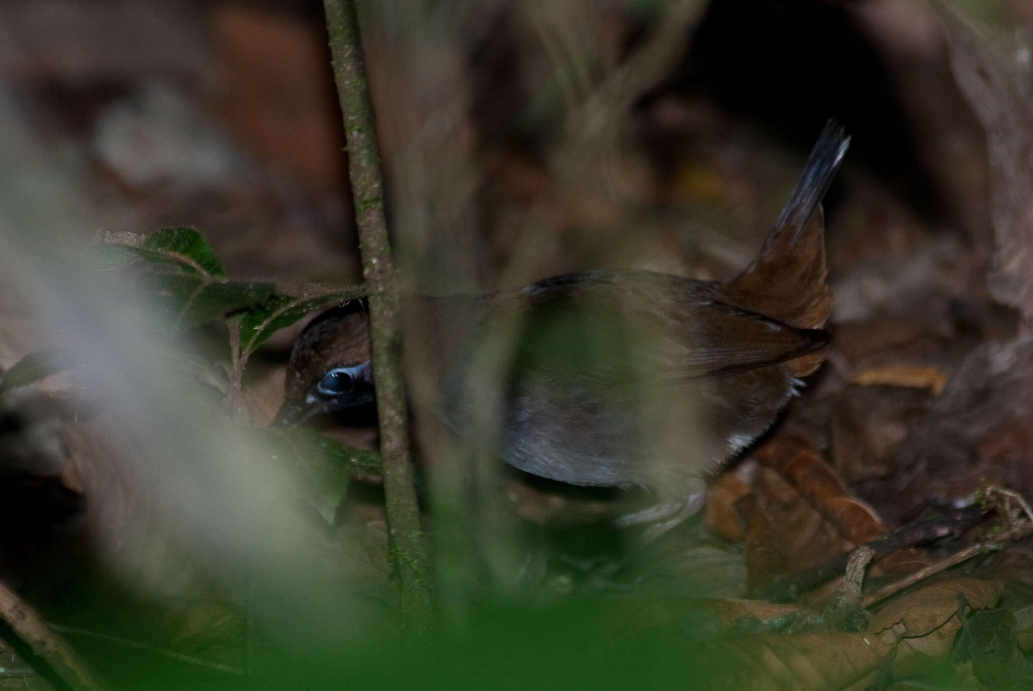 Image of Black-faced Antthrush