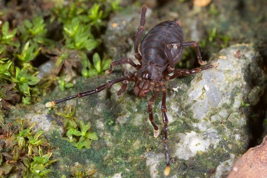 Image of <i>Gnomulus rostratus</i> Thorell 1890
