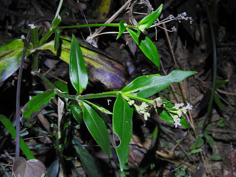 Image of Hedyotis acutangula Champ. ex Benth.