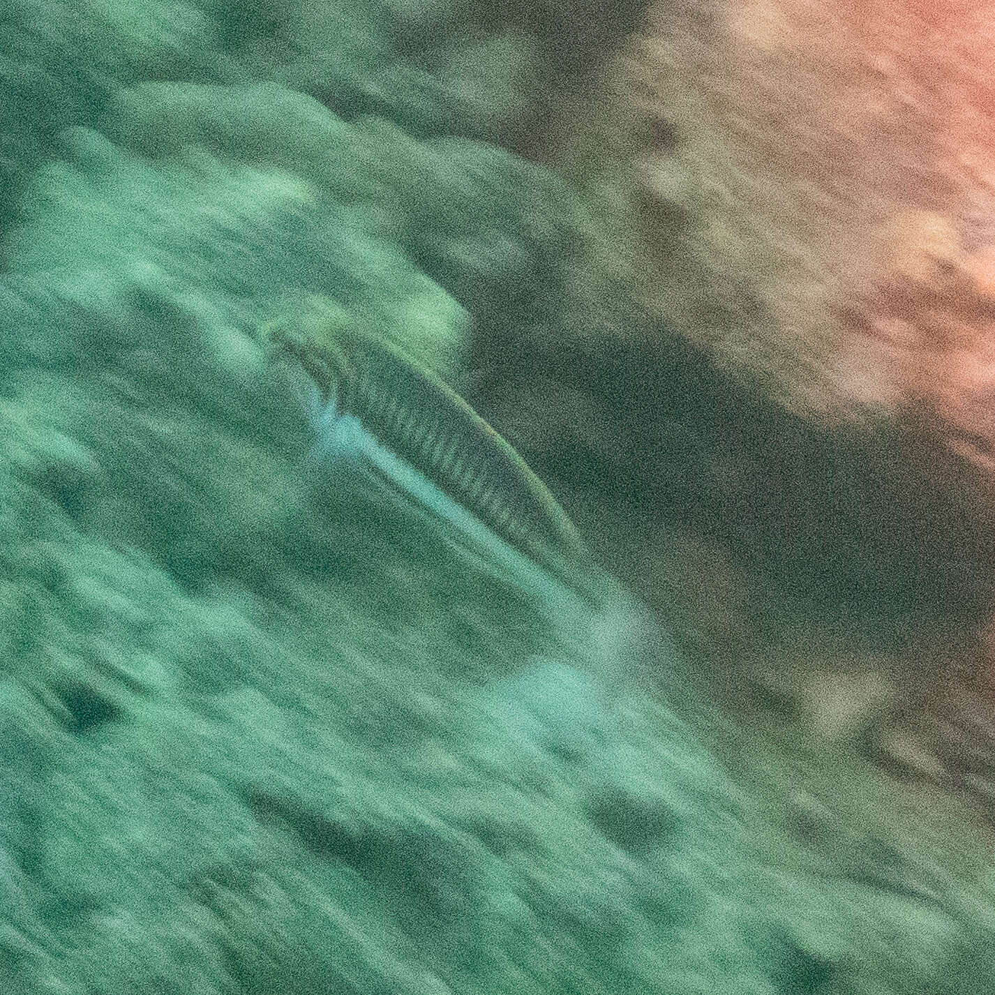 Image of Klunzinger's wrasse