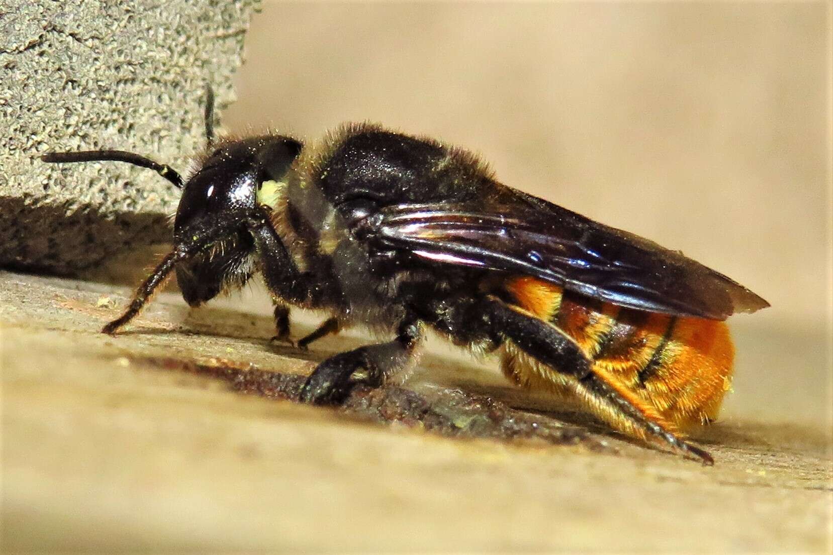 Image of Megachile ustulata Smith 1862