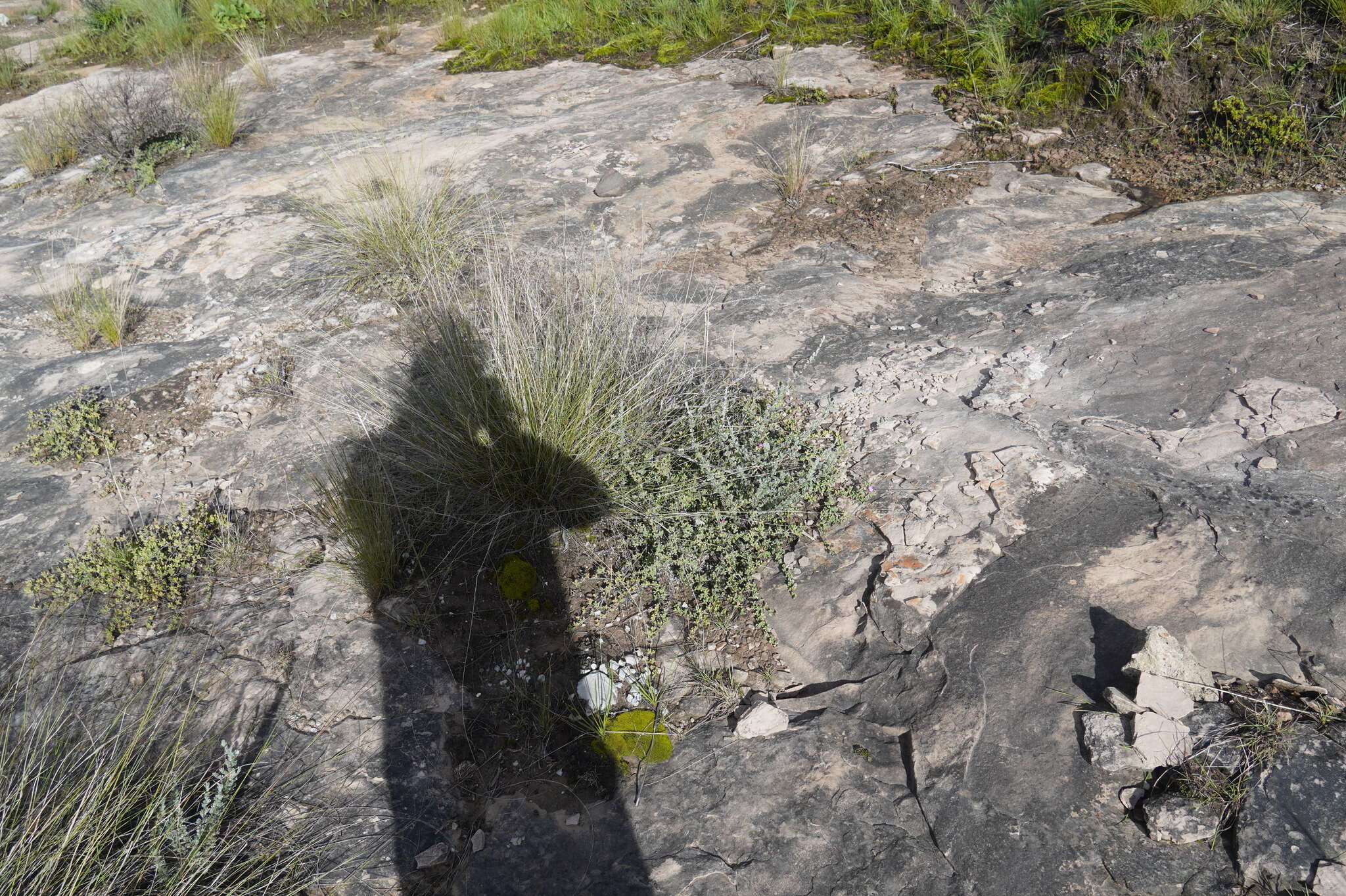 Image of Ruschia putterillii (L. Bol.) L. Bol.