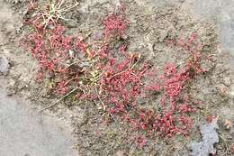 Image of Crassula vaillantii (Willd.) Roth