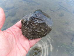 Image of Purple wartyback mussel
