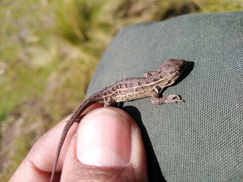 صورة Sceloporus aeneus Wiegmann 1828