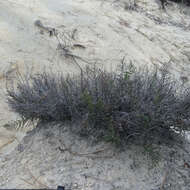 Image of California cliffbrake