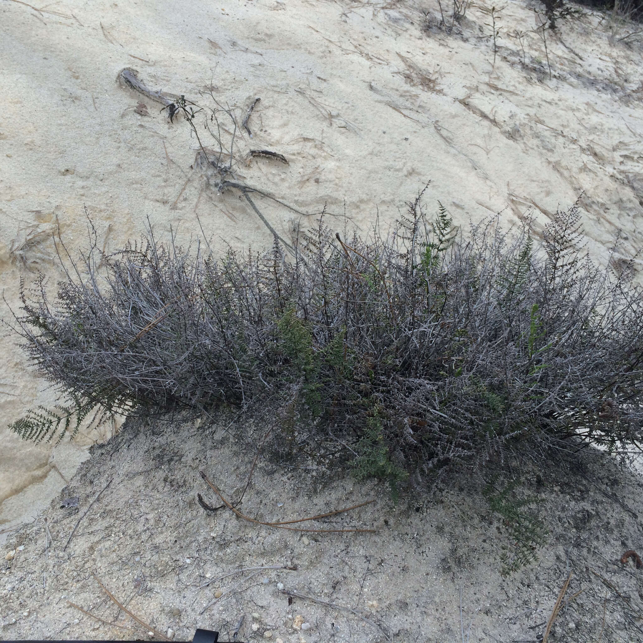 Image of California cliffbrake