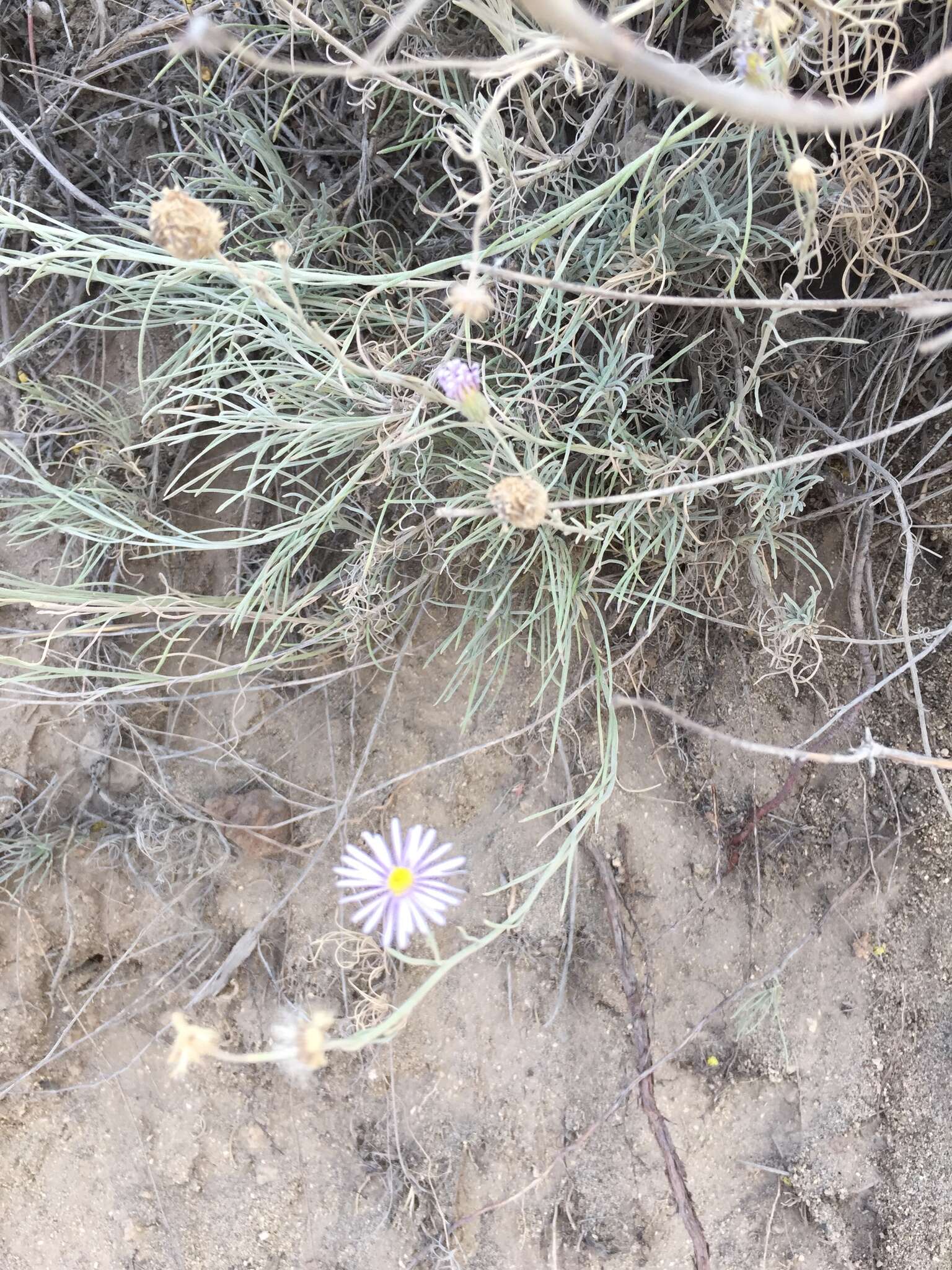 Imagem de Erigeron filifolius (Hook.) Nutt.