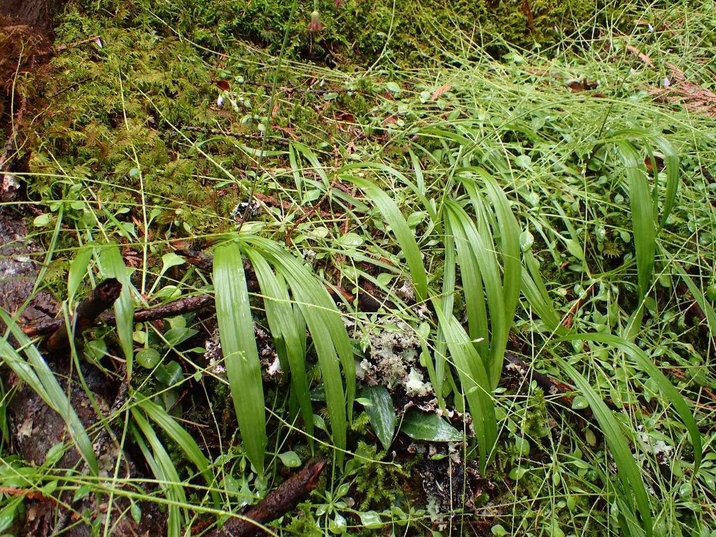 Image of Western False Deathcamas