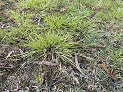 Image of Brown's lovegrass