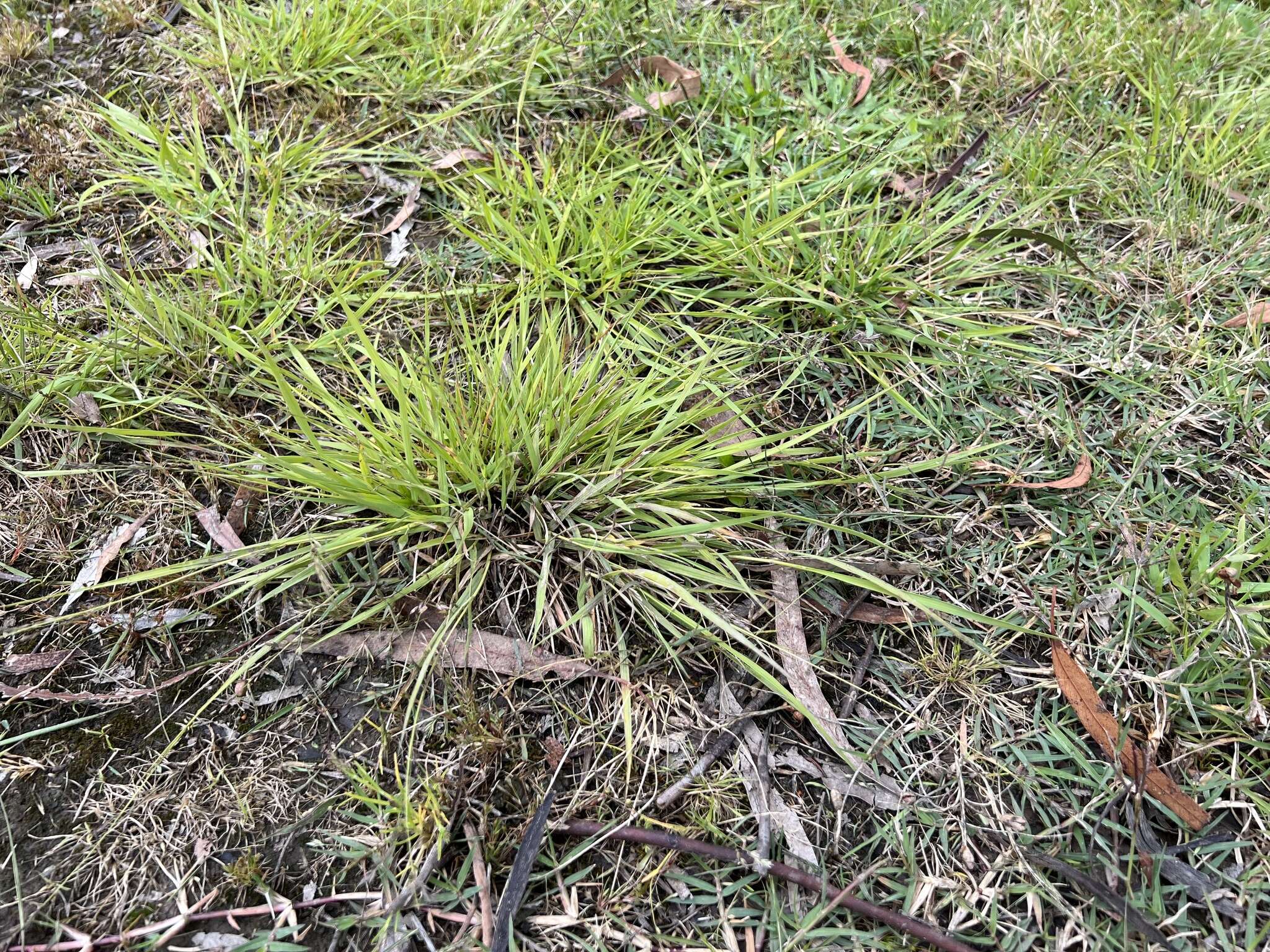 Image of Brown's lovegrass