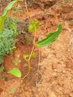 Image of Dioscorea bemandry Jum. & H. Perrier