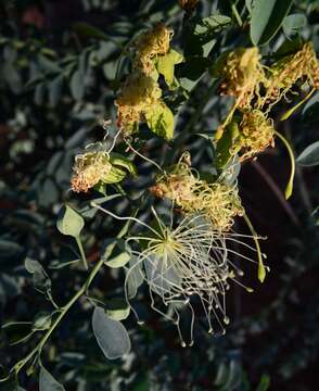 Image of Blue bush-cherry