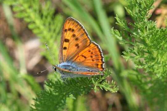 Image of Lycaena alciphron gordius