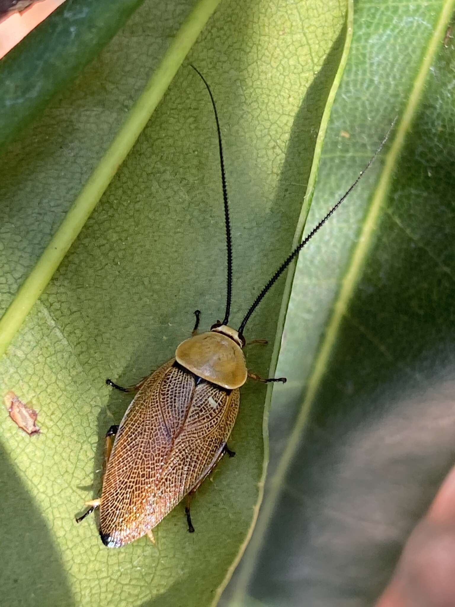 Image de Ellipsidion humerale (Tepper 1893)