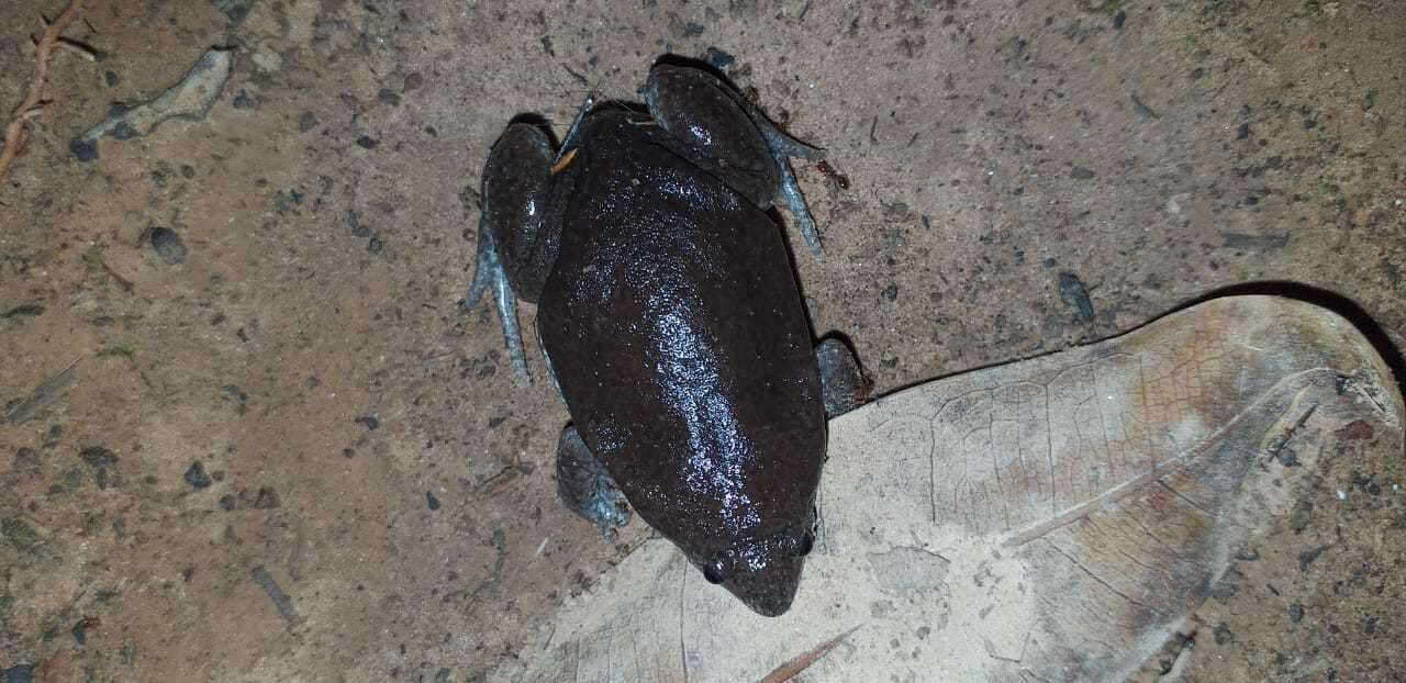 Image of Sapito Apuntado Bicolor