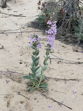 Plancia ëd Penstemon buckleyi Pennell