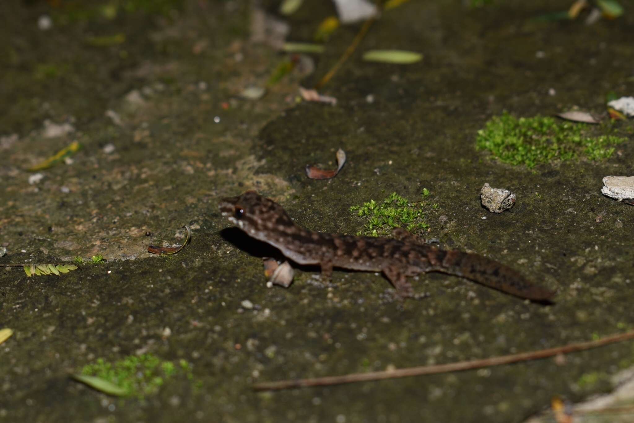 Image of Cyrtodactylus semiadii Riyanto, Bauer & Yudha 2014