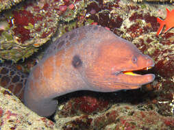 Image of Stout moray