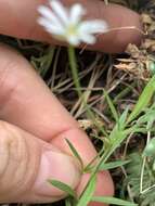 Image of Stellaria longipes subsp. longipes